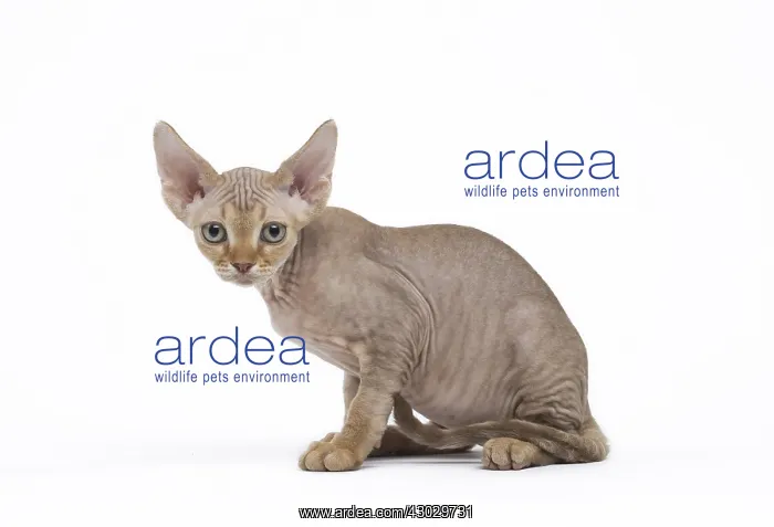  : Devon Rex kitten in the studio