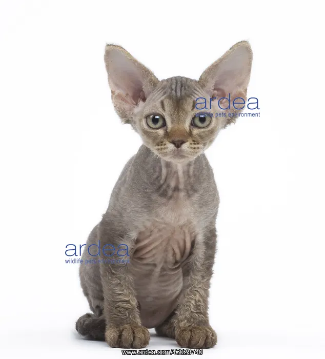  : Devon Rex kitten in the studio