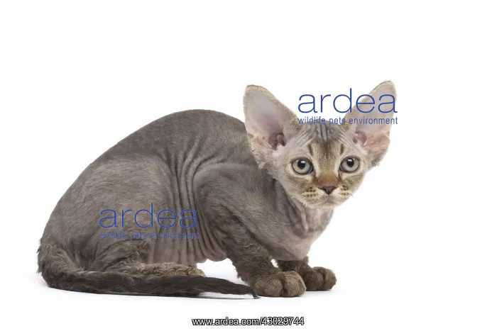  : Devon Rex kitten in the studio