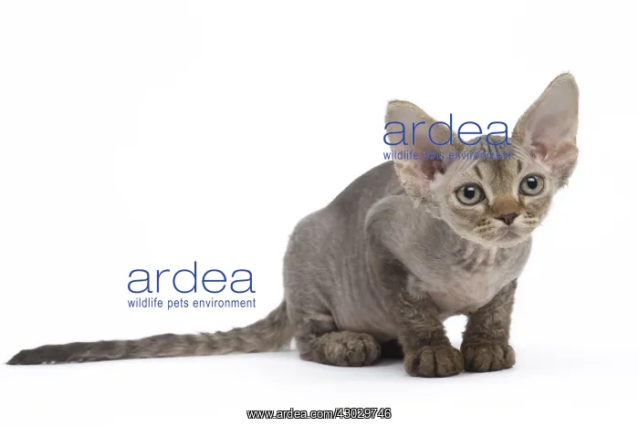  : Devon Rex kitten in the studio