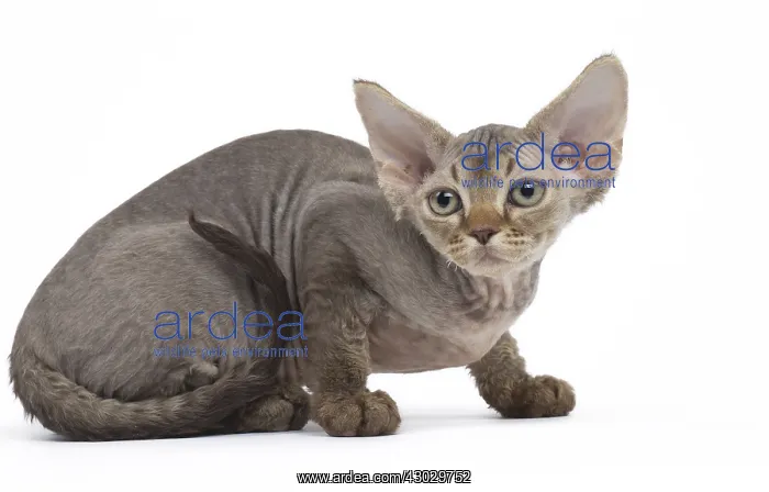  : Devon Rex kitten in the studio