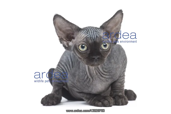  : Devon Rex kitten in the studio