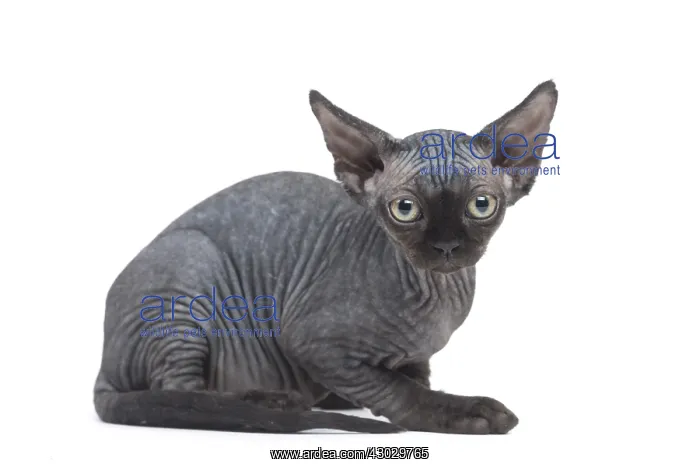  : Devon Rex kitten in the studio