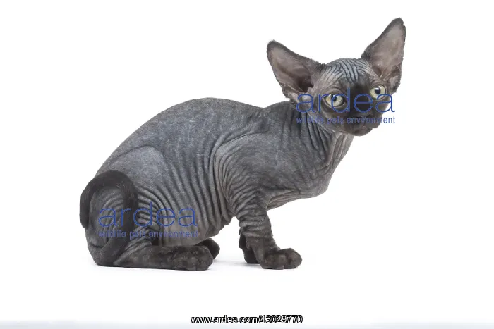  : Devon Rex kitten in the studio