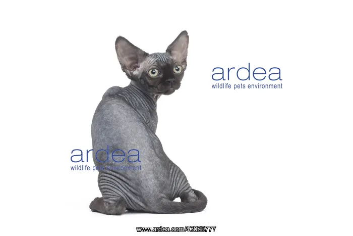  : Devon Rex kitten in the studio