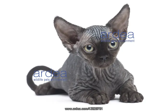  : Devon Rex kitten in the studio