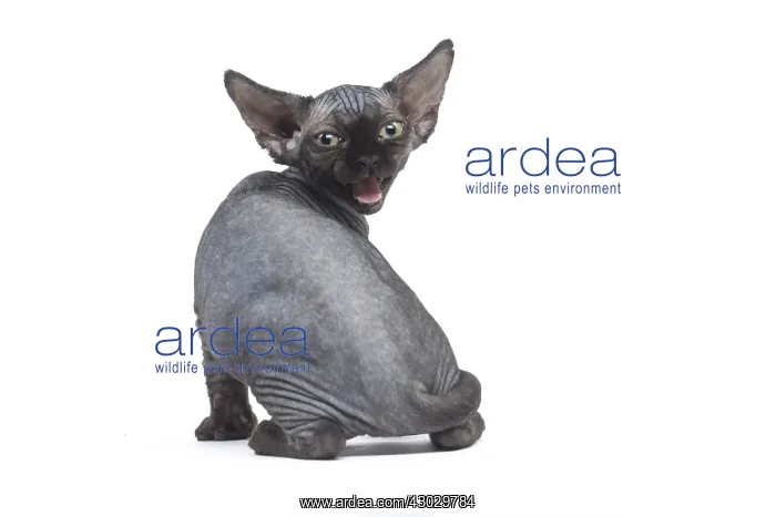  : Devon Rex kitten in the studio