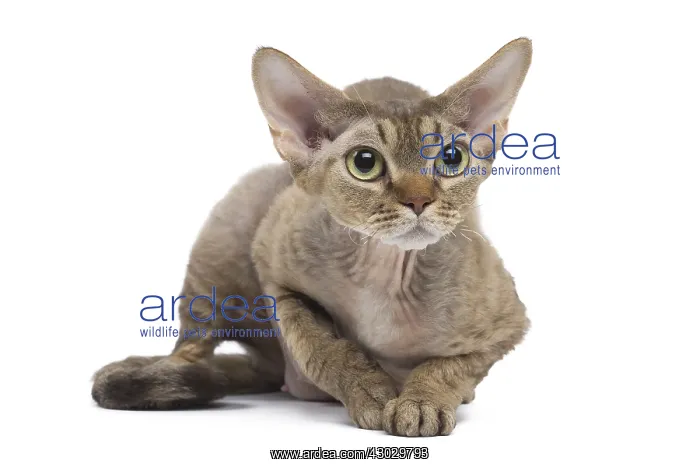  : Devon Rex kitten in the studio
