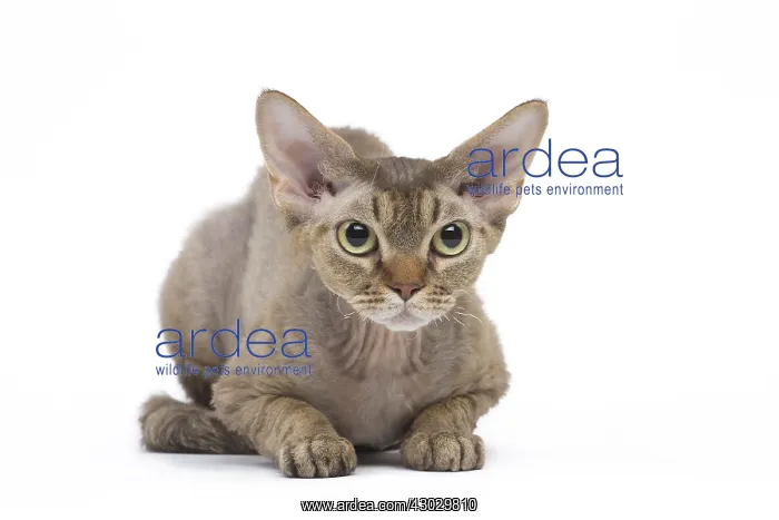  : Devon Rex kitten in the studio