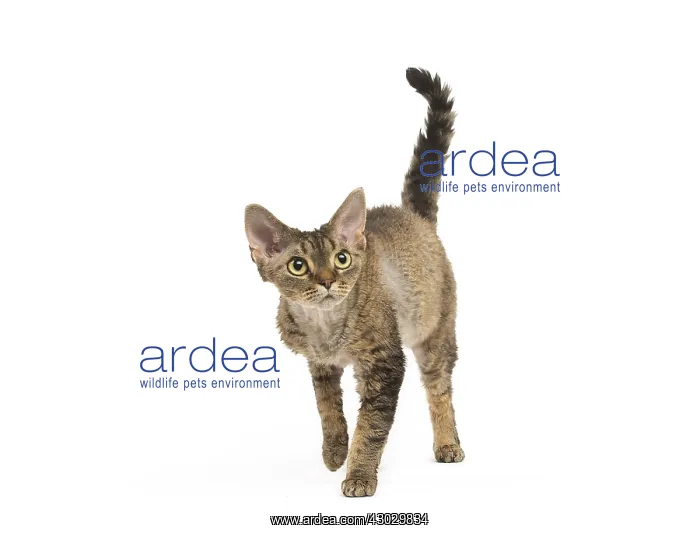  : Devon Rex kitten in the studio