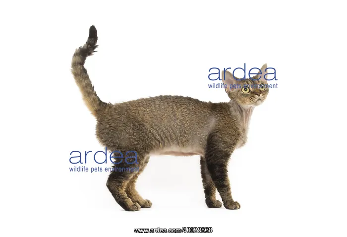  : Devon Rex kitten in the studio