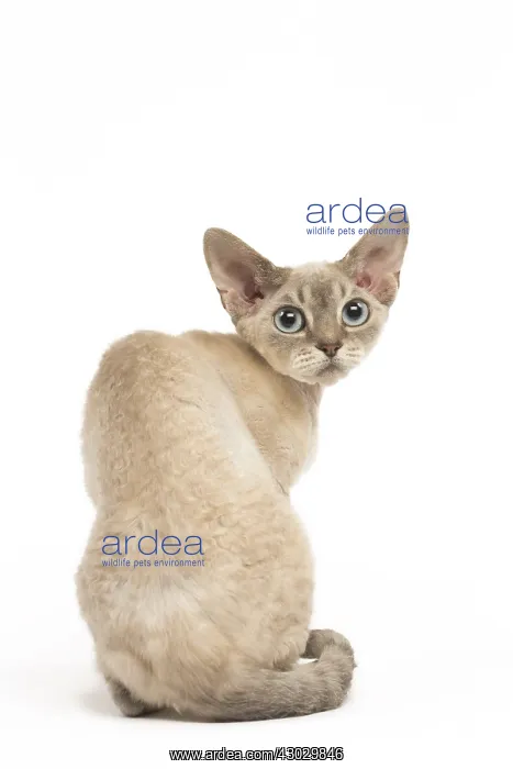  : Devon Rex kitten in the studio
