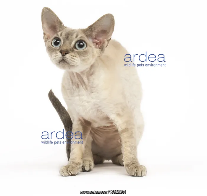  : Devon Rex kitten in the studio