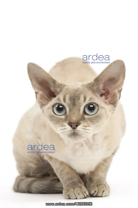  : Devon Rex kitten in the studio