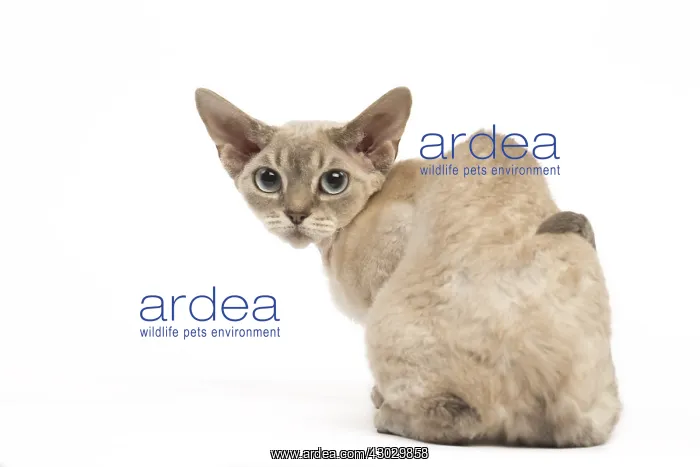  : Devon Rex kitten in the studio