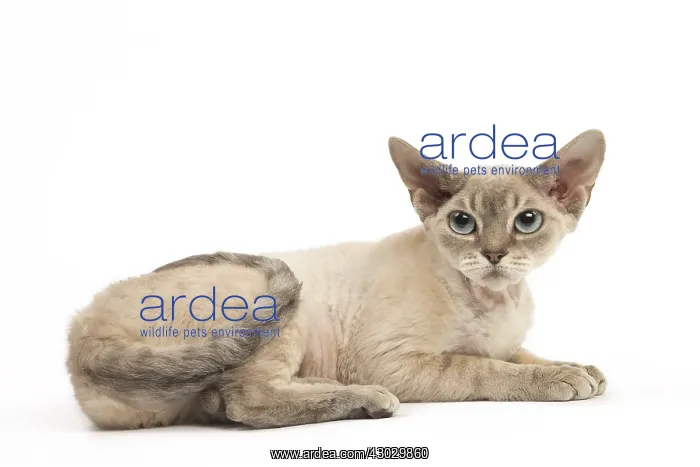  : Devon Rex kitten in the studio