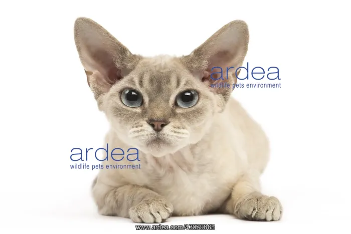  : Devon Rex kitten in the studio
