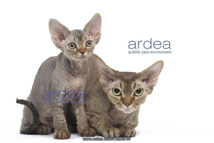  : Devon Rex kittens in the studio