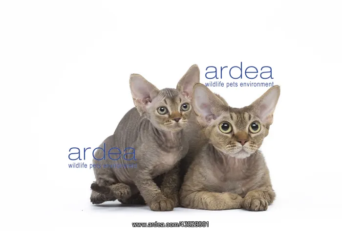  : Devon Rex kittens in the studio