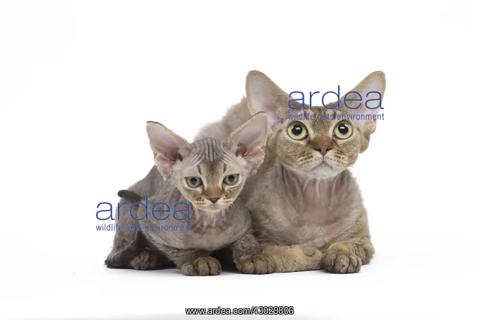  : Devon Rex kittens in the studio