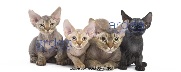  : Devon Rex kittens in the studio