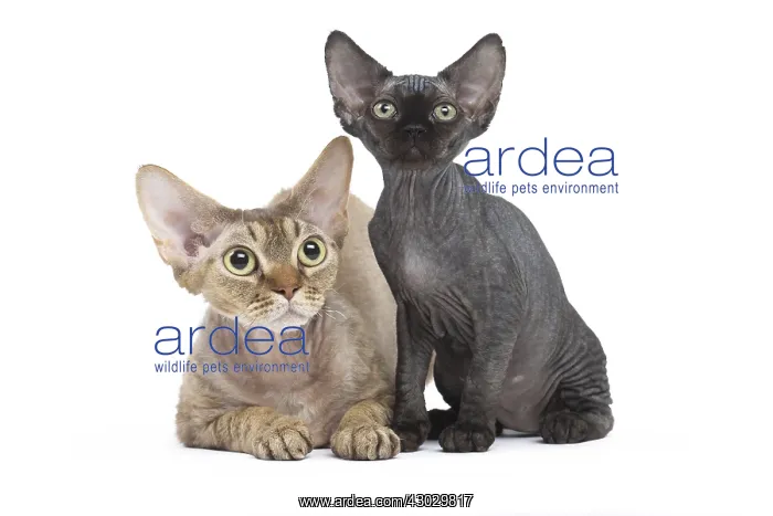  : Devon Rex kittens in the studio