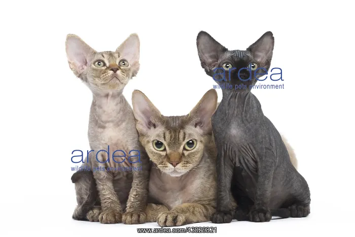  : Devon Rex kittens in the studio