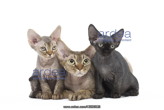 : Devon Rex kittens in the studio