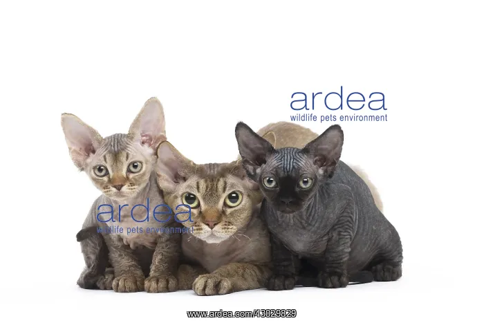  : Devon Rex kittens in the studio