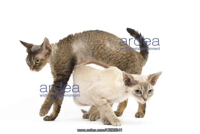  : Devon Rex kittens in the studio