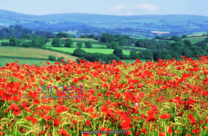 : Devon - rolling landscape of fields and woodland : Devon - rolling landscape of fields and woodland