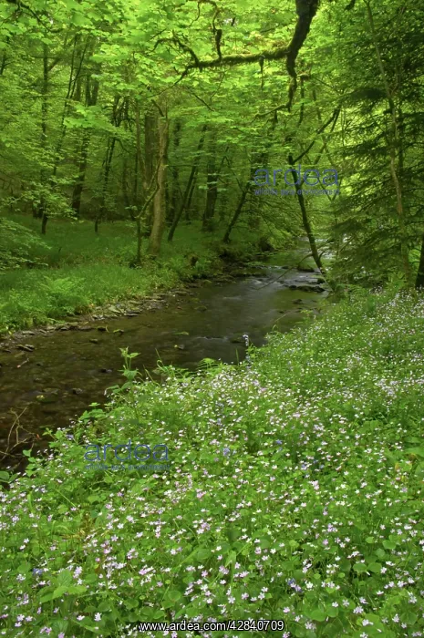 : Devon, UK - Dartmoor National Park - Pink Purslane : Devon, UK - Dartmoor National Park - Pink Purslane