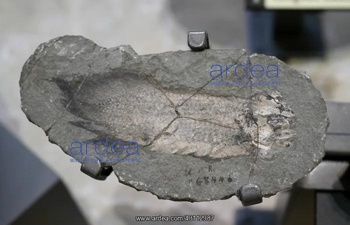 : Devonian Lungfish Fossil : Devonian Lungfish Fossil