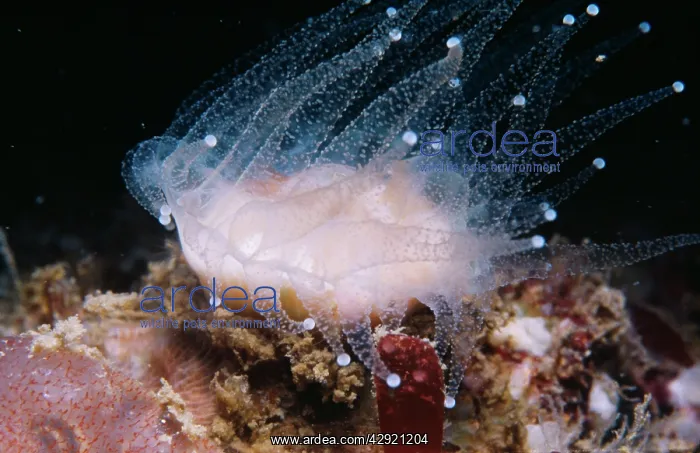: DEVONSHIRE CUP CORAL : DEVONSHIRE CUP CORAL