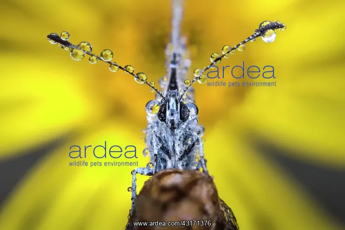 : dew on the antennas : dew on the antennas