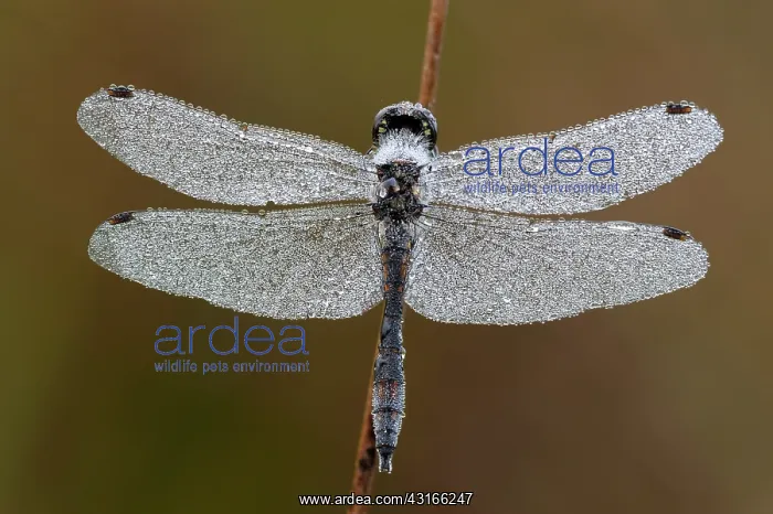: Dew-covered Black Darter : Dew-covered Black Darter