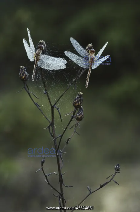  : Dew-covered Dragonflies