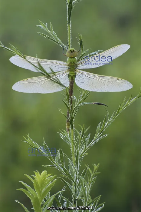 : Dew-covered Dragonfly : Dew-covered Dragonfly