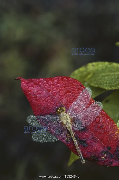 : Dew-covered Dragonfly : Dew-covered Dragonfly