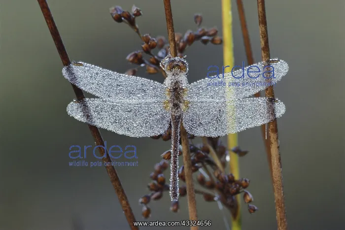 : Dew-covered Dragonfly : Dew-covered Dragonfly