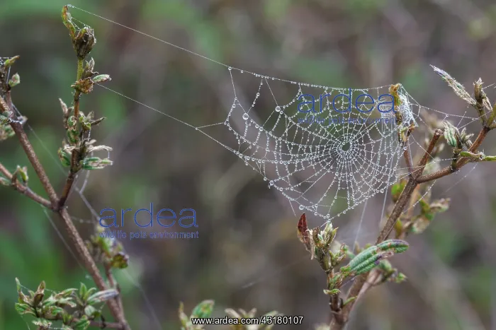: Dew-covered spiderweb : Dew-covered spiderweb