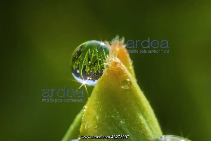: dew drop - a big dew drop on a tulip leaf in spring : dew drop - a big dew drop on a tulip leaf in spring