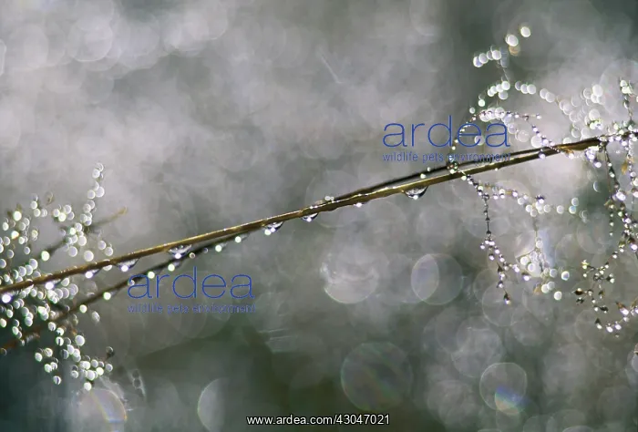 : Dew drops : Dew drops