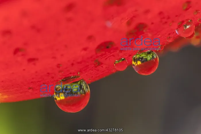 : dew drops - big dew drops hanging on a red tulip : dew drops - big dew drops hanging on a red tulip