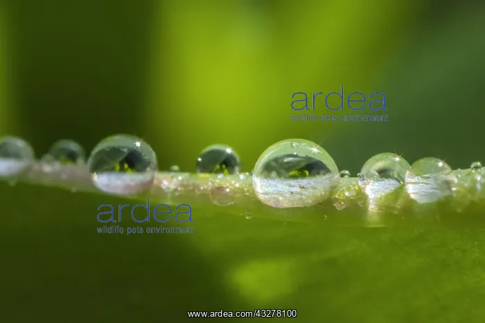 : dew drops - big dew drops on a tulip leaf in spring : dew drops - big dew drops on a tulip leaf in spring
