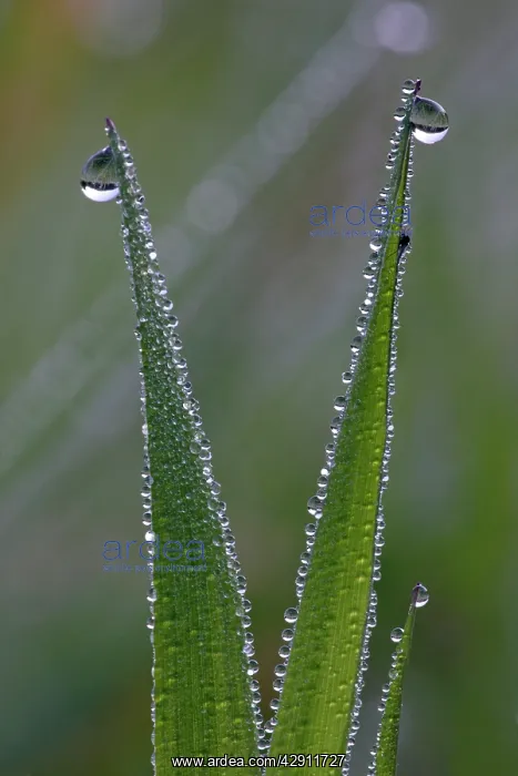 : Dew Drops - on blades of grass in autumn : Dew Drops - on blades of grass in autumn