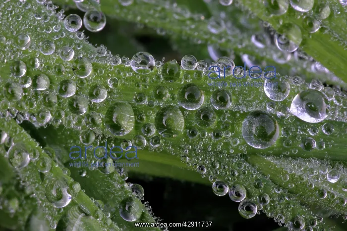: Dew Drops - on blades of grass in autumn : Dew Drops - on blades of grass in autumn