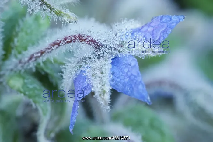  : Dew drops on Borage Flower, Norfolk UK