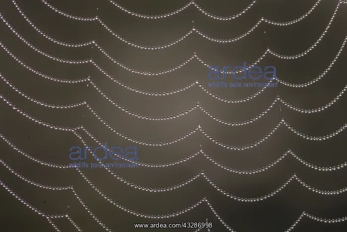 : Dew drops on spiders web - Sweden : Dew drops on spiders web - Sweden