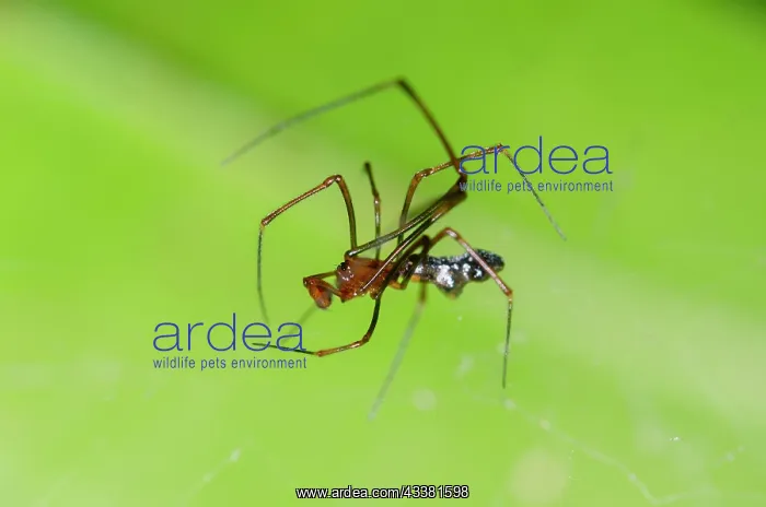 : Dewdrop Spider : Dewdrop Spider